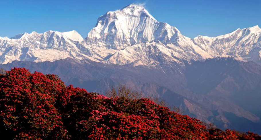 Ghorepani Poon Hill Annapurna Panorama Trekking